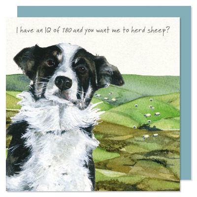 Border Collie Cards and Gifts