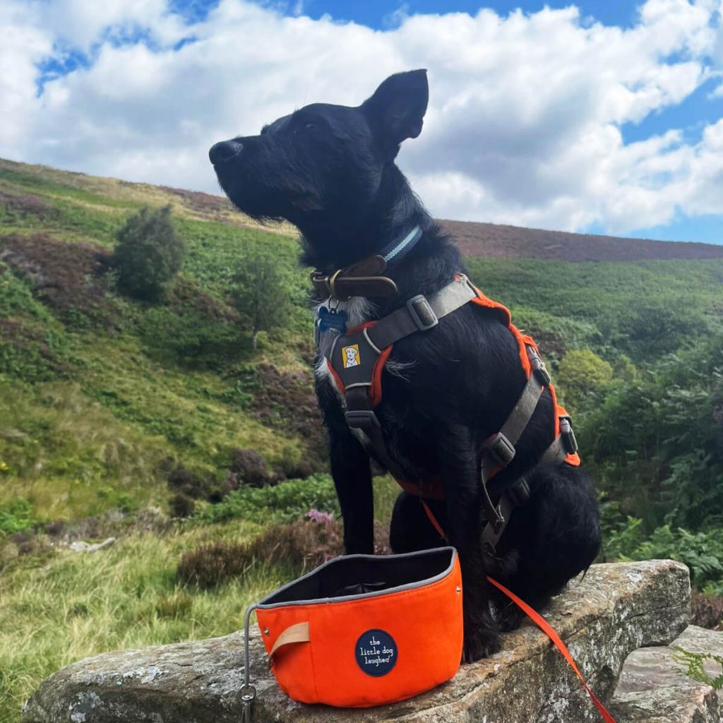 Dog using water bowl